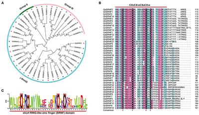 Genome-Wide Analysis of SRNF Genes in Gossypium hirsutum Reveals the Role of GhSRNF18 in Primary Root Growth